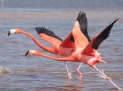 Auffliegende Flamingos
